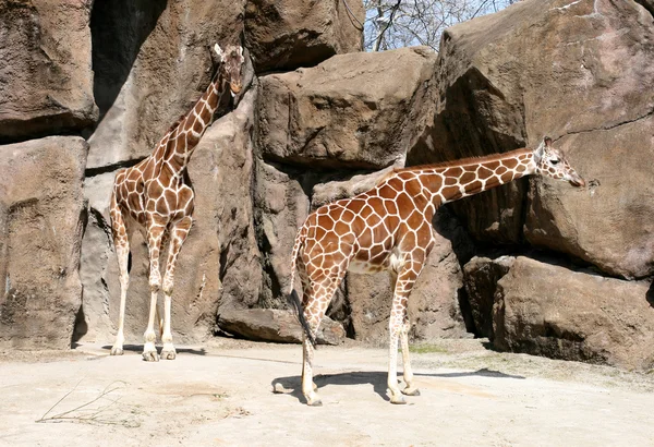 stock image Giraffes