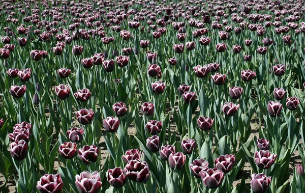 stock image Tulips