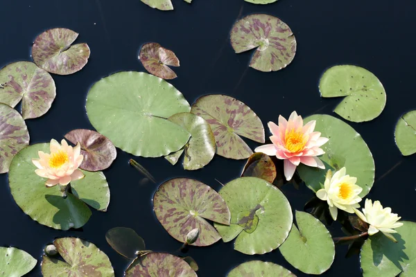 Stock image Water lilies in a pond