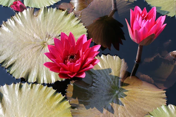 stock image Water lilies in a pond