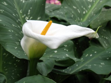 calla-zambak