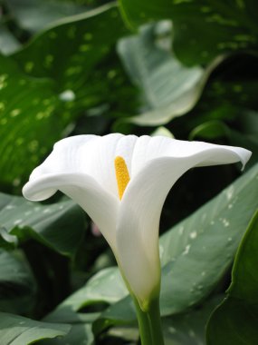 calla-zambak