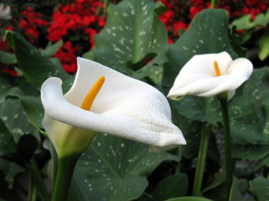 calla-zambak