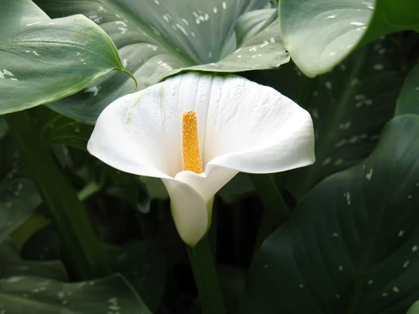 Calla-lily — Zdjęcie stockowe