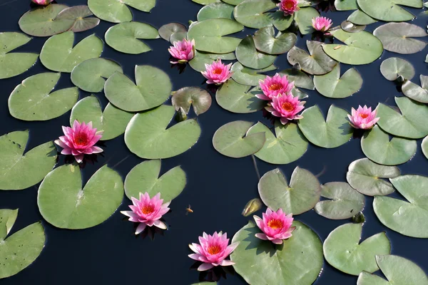 Stock image Water lilies in a pond