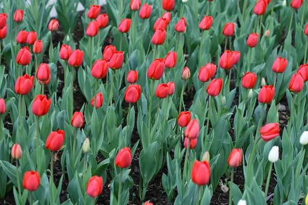 stock image Tulips