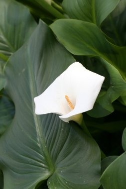 calla-zambak