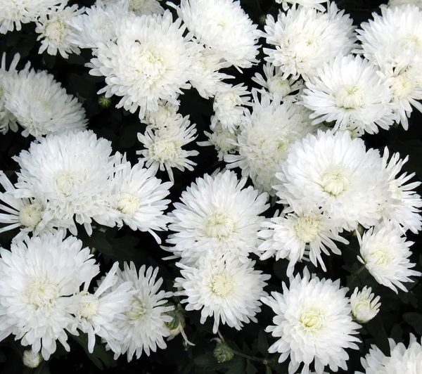Crisantemi — Foto Stock