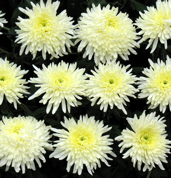 Crisantemos —  Fotos de Stock