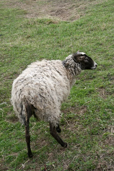 Koyun çiftliğinde — Stok fotoğraf