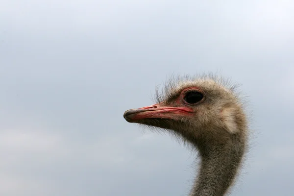 Ostrich — Stock Photo, Image