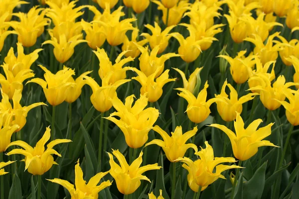 stock image Tulips