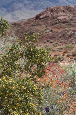 Valley of Fire Nevada