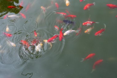 Dekoratif carps ya da koi