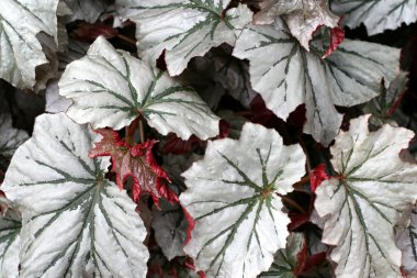 Angel-wing begonia clipart