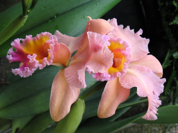 Orchideje — Stock fotografie