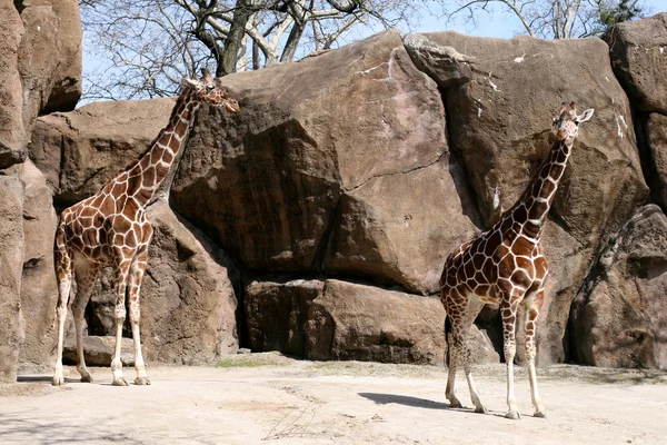 Giraffes — Stock Photo, Image