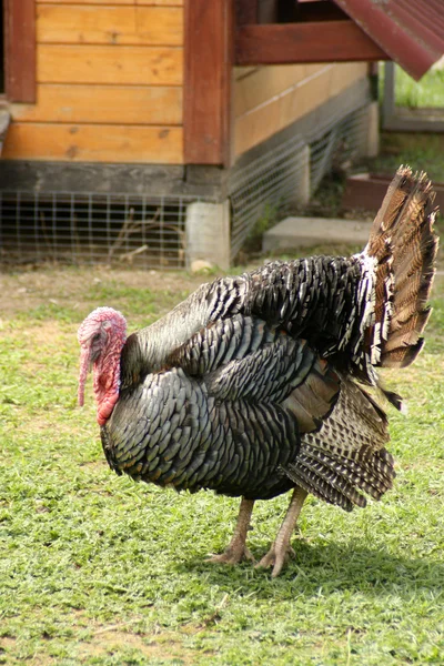 Turkeycock — Zdjęcie stockowe