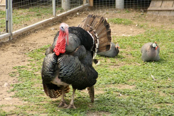 Turkeycock — стокове фото