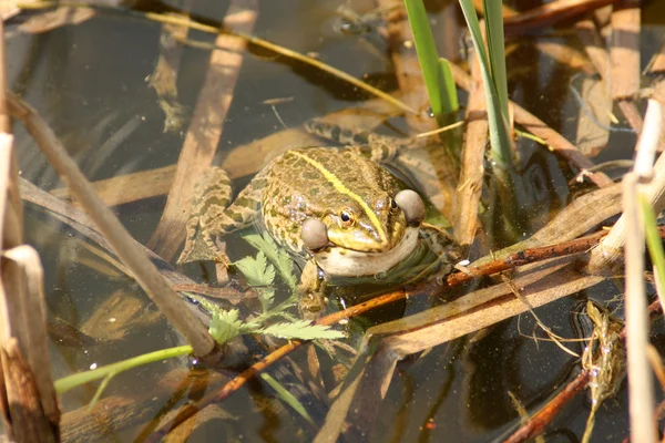 연못에 있는 개구리 — 스톡 사진