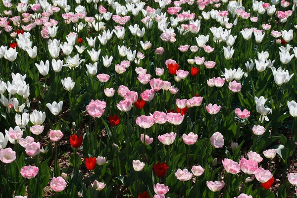 Stock image Tulips