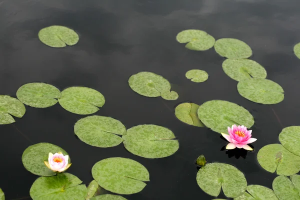 stock image Water lilies in a pond