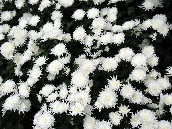 Chrysanthemums — Stock Photo, Image