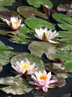 Water lilies in a pond clipart