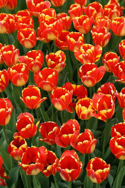 stock image Tulips