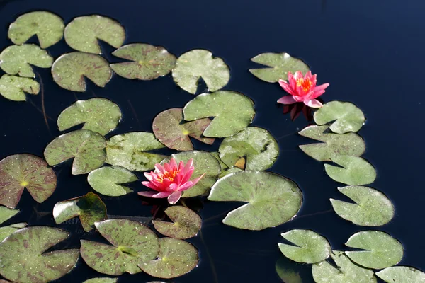 stock image Water lilies in a pond