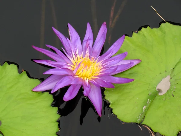 Водяная лилия в пруду — стоковое фото