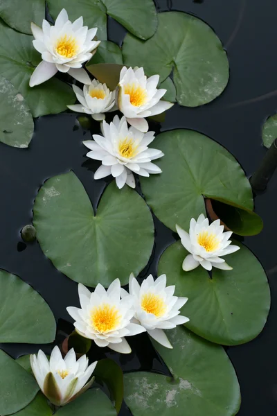 stock image Water lilies in a pond