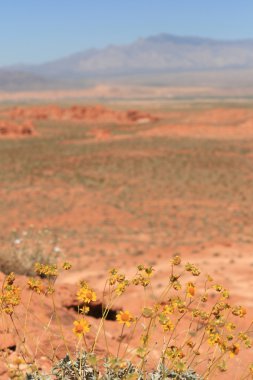 Valley of Fire Nevada