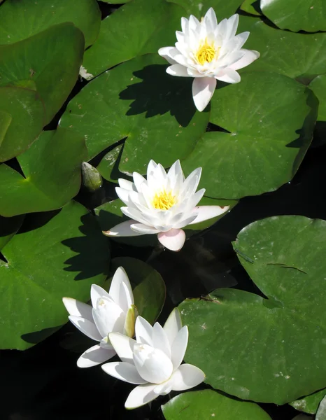 stock image Water lilies in a pond