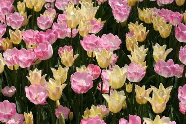 Tulpen — Stockfoto