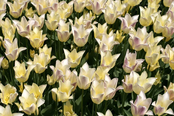 stock image Tulips