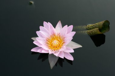 Nilüferler gölette