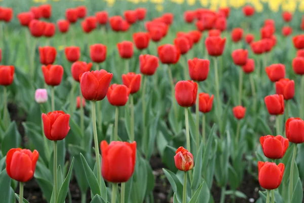 Tulpen — Stockfoto