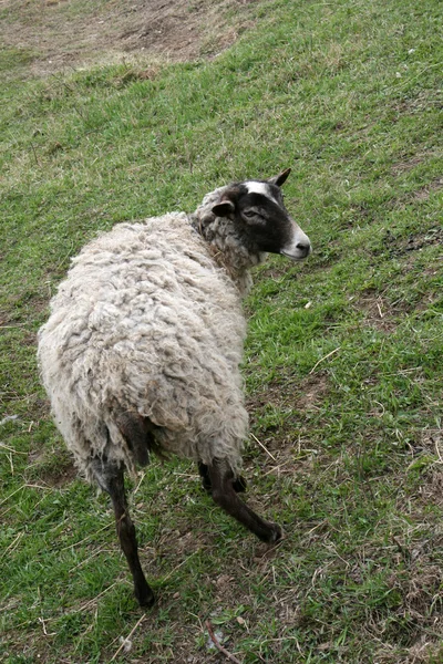 Schafe auf Bauernhof — Stockfoto