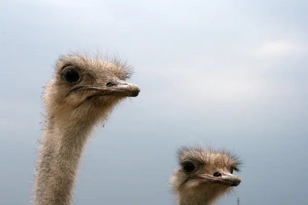 Cabeza de avestruz — Foto de Stock