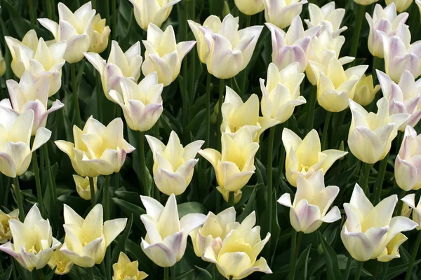 stock image Tulips