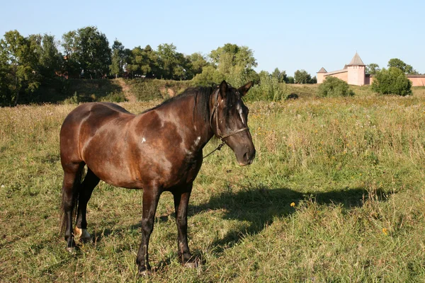 Koń w Rosji suzdal — Zdjęcie stockowe
