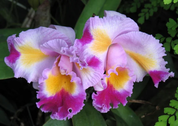 Orchideák Stock Kép