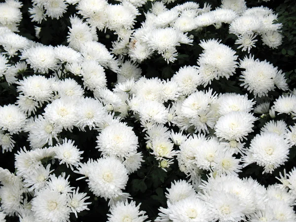 Chrysanthemen — Stockfoto