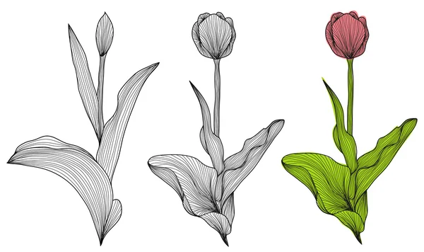 Conjunto de flores de tulipa decorativa —  Vetores de Stock