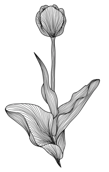 Decoratieve tulip flower — Stockvector