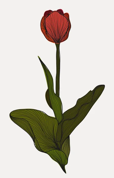 Dekorativní Tulipán — Stockový vektor