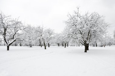 Trees in park in winter day clipart