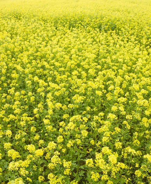 Gelbes Rapsfeld in voller Blüte — Stockfoto