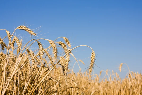 Fechar as orelhas de trigo maduro — Fotografia de Stock